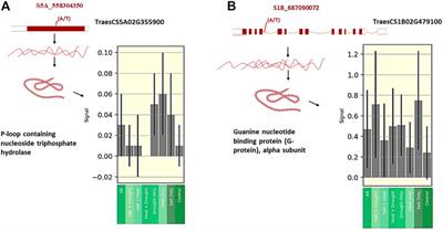 Association mapping and candidate genes for physiological non-destructive traits: Chlorophyll content, canopy temperature, and specific leaf area under normal and saline conditions in wheat